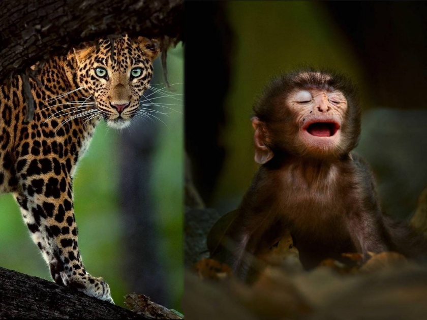 See the perfect clicks of animal by famous Wildlife photographer Mithun H | अद्भूत असे काही! एक असा फोटोग्राफर ज्याला वाघ, बिबटे अन् हत्तीच नाही तर सापसुद्धा 'पोज' देतात!