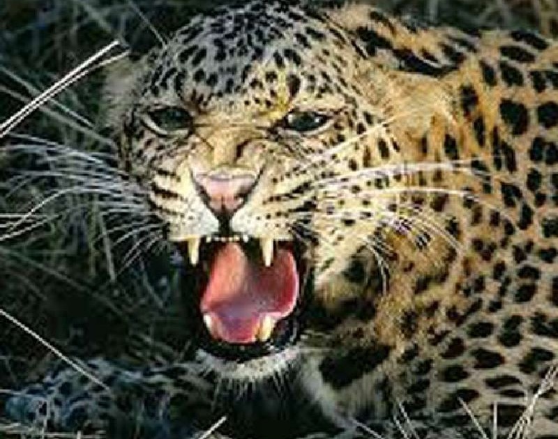 leopard attacked on a girl yavatmal | थरार! बिबट्याने धरला तिचा गळा, तिने फोडले बिबट्याचे डोके