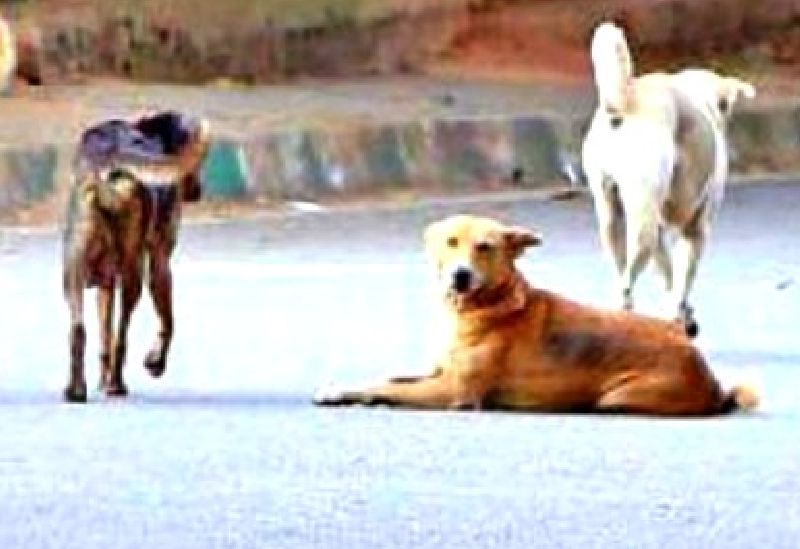 Suspicious death of 14 dogs in Saenegaon area | साेनेगाव परिसरात १४ श्वानांचा संशयास्पद मृत्यू! विष दिले की अन्नातून विषबाधा?
