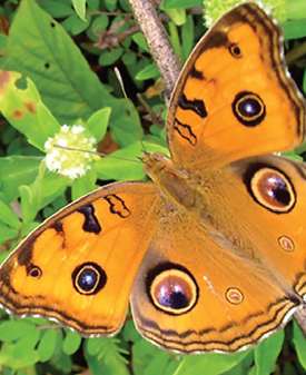The butterflies to be known by such names as Songdas, | सोंगाड्या, पवळ्या अशा नावांनी ओळखली जाणार फुलपाखरे