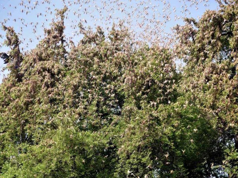  Rumors of locusts in Mumbai; Information of Municipal Pesticides Department | मुंबईत टोळधाडीची अफवा; महापालिकेच्या कीटकनाशक विभागाची माहिती
