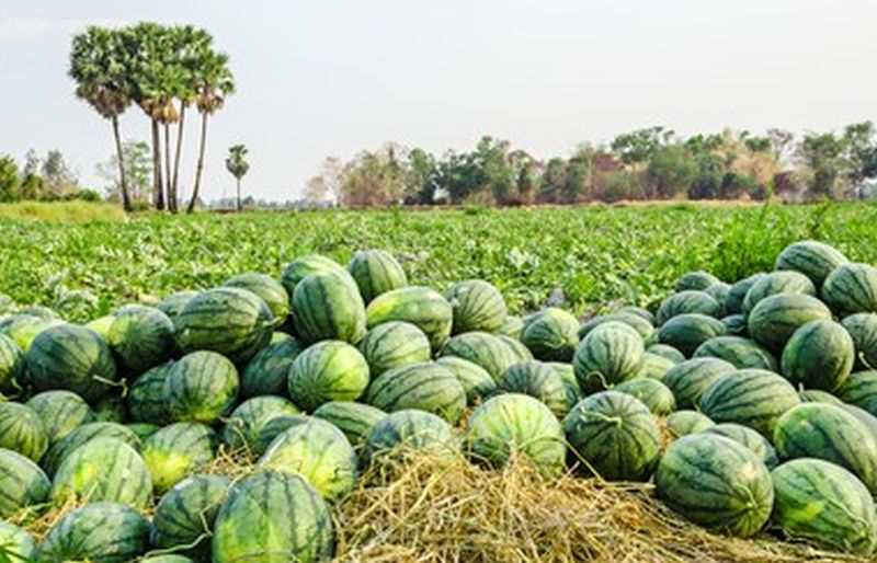 Watermelon prices decrease; Farmers in trouble | टरबुजाचे भाव गडगडले; शेतकरी अडचणीत