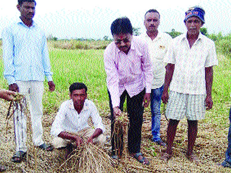 Relief to MLAs, to farmers in compensation | भरपावसात आमदार बांधावर, शेतकऱ्यांना दिला दिलासा
