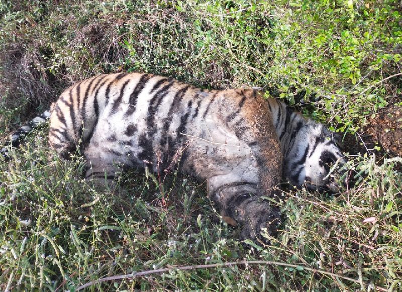 death mystery of the tigress in chandrapur was revealed after 15 days, one arrested | 'त्या' वाघिणीच्या मृत्यूचे रहस्य अखेर उलगडले, शेतकऱ्याला अटक