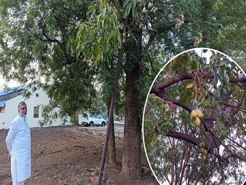 The mango in neem tree in the MP minister Prahlad Patel bunglow; Everyone is shocked | आश्चर्यकारक! मंत्र्याच्या बंगल्यातील कडुलिंबाच्या झाडाला लागले आंबे; सगळेच हैराण