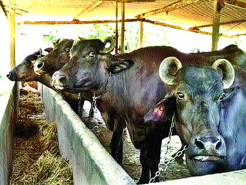 Rainfall affects dairy business, stables in Mumbai | पावसामुळे दुग्ध व्यवसायावर परिणाम, मुंबईतील तबेल्यांनाही बसणार झळ