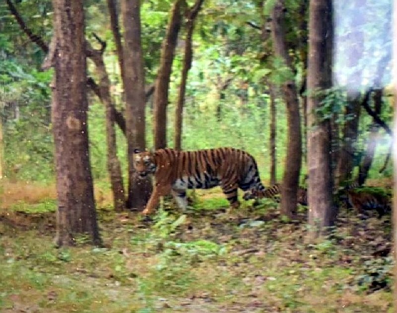 mother tiger spotted with three calves at Pauni Karhandla wildlife Sanctuary | पवनी-उमरेड-कऱ्हांडला अभयारण्यात तीन बछड्यांसह वाघिणीचे दर्शन; पर्यटकांमध्ये उत्साह