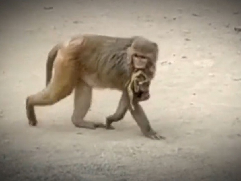 Mother Monkey Not Ready To Leave Her Baby Even After 10 Days Of Death | जगावेगळी ही माया! मेलेल्या बाळाला उराशी कवटाळून १० दिवसांपासून 'ती' माकडीण फिरतेय