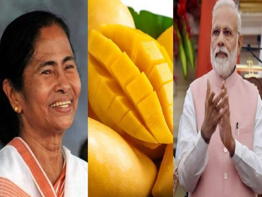 Mamata Banerjee Narendra Modi: Mamata Banerjee sends mangoes to PM Modi | हिमसागर, लक्ष्मणभोग...राजकीय वैर विसरुन ममता बॅनर्जींनी पीएम मोदींसाठी पाठवले आंबे