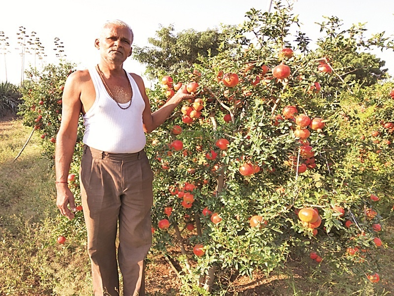 The headmaster develops fruit farming on hill by micro-planning | मुख्याध्यापकाने सूक्ष्म नियोजन करून डोंगरी शेतीत फुलविल्या फळबागा