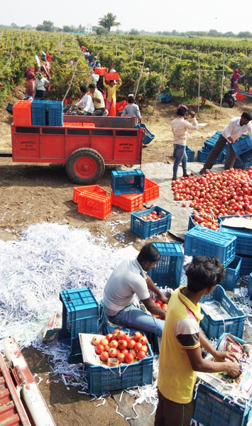 After seeing photos of pomegranate, Bangladeshi businessmen reached Bairagwadi | डाळिंबाचे फोटो पाहून बांगलादेशीचे व्यापारी पोहोचले बैरागवाडीत