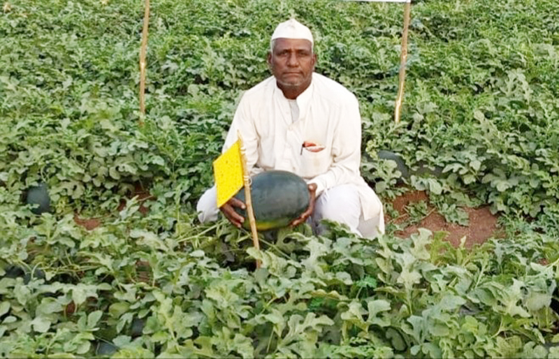 Three and a half lakhs of income in 5 days; Successful experimentation of korawali farmers | ४० दिवसांत ३,६०,००० रुपयांचं उत्पन्न; सोलापूरच्या शेतकऱ्यानं 'असा' केला चमत्कार