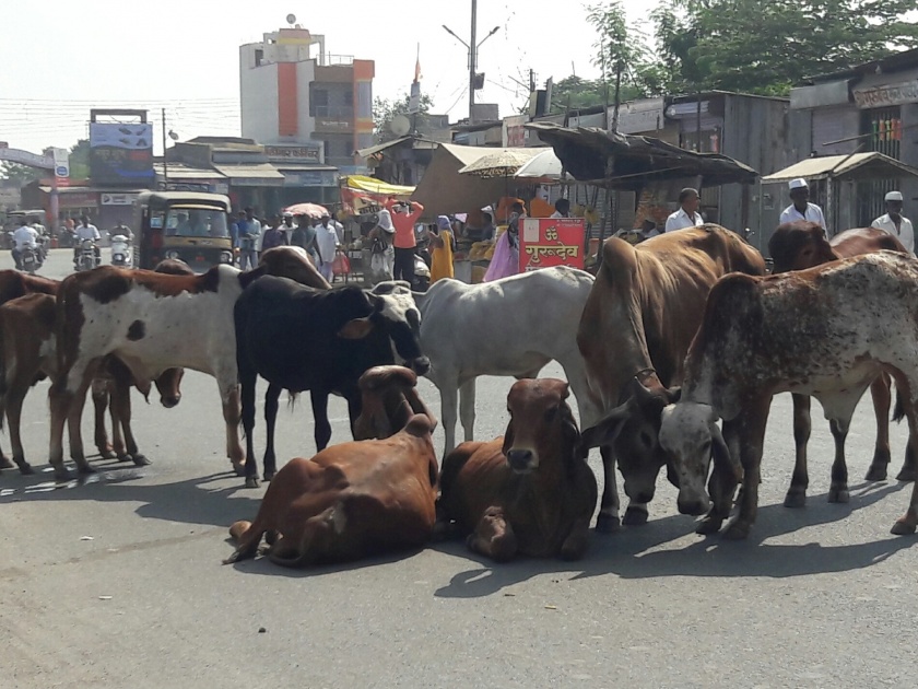 The road stop due to wild animals; Neglect of Municipal Panchayat | नेवाशात मोकाट जनावरांचा रास्तारोको; नगरपंचायतीचे दुर्लक्ष