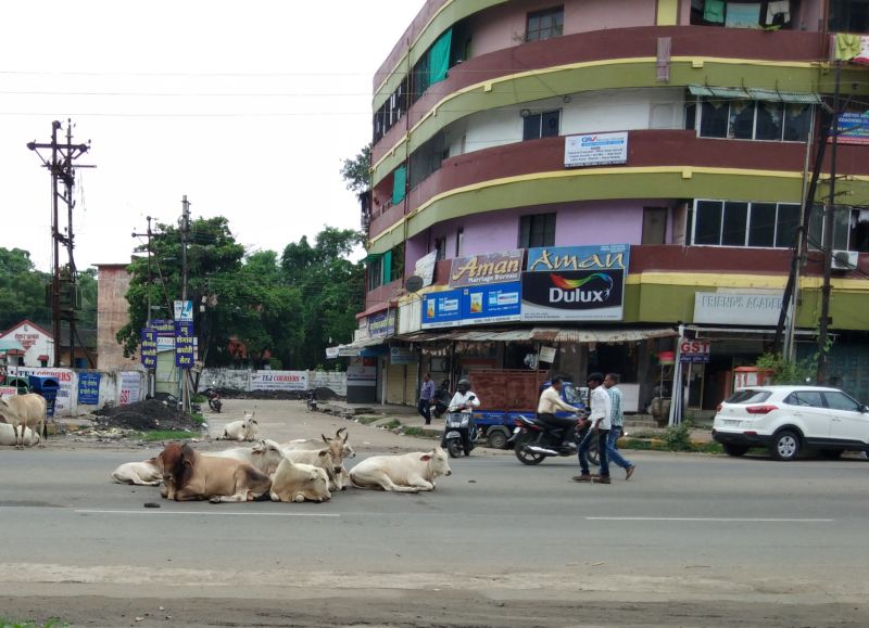 Free wandering of stray cattle in Nagpur | नागपुरात मोकाट जनावरांचा मुक्त संचार