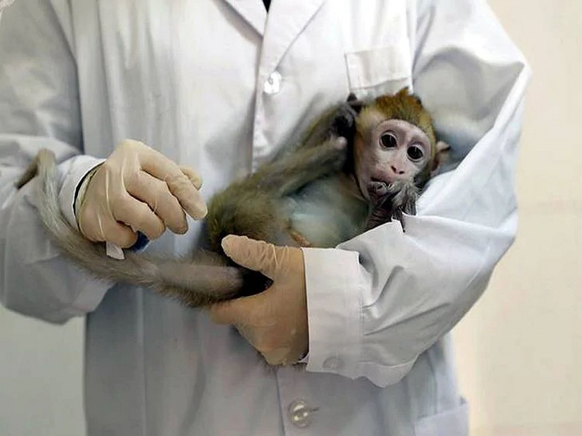 coronavirus infected monkeys developed immunity antibodies chinese scientist find vrd | Coronavirus : खूशखबर! वैज्ञानिकांनी माकडांमध्ये विकसित केली कोरोनाशी लढण्याची क्षमता