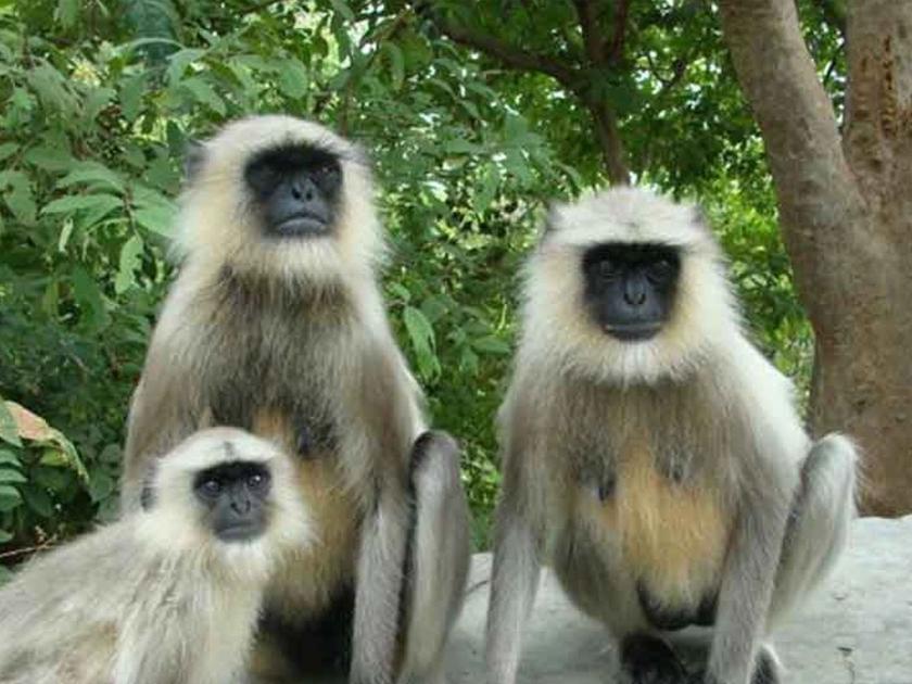 Monkey breeding in Konkan will be settled; Schemes on the lines of Himachal in the state too | कोकणातील माकडांच्या उच्छादाचा होणार बंदोबस्त; हिमाचलच्या धर्तीवर राज्यातही योजना