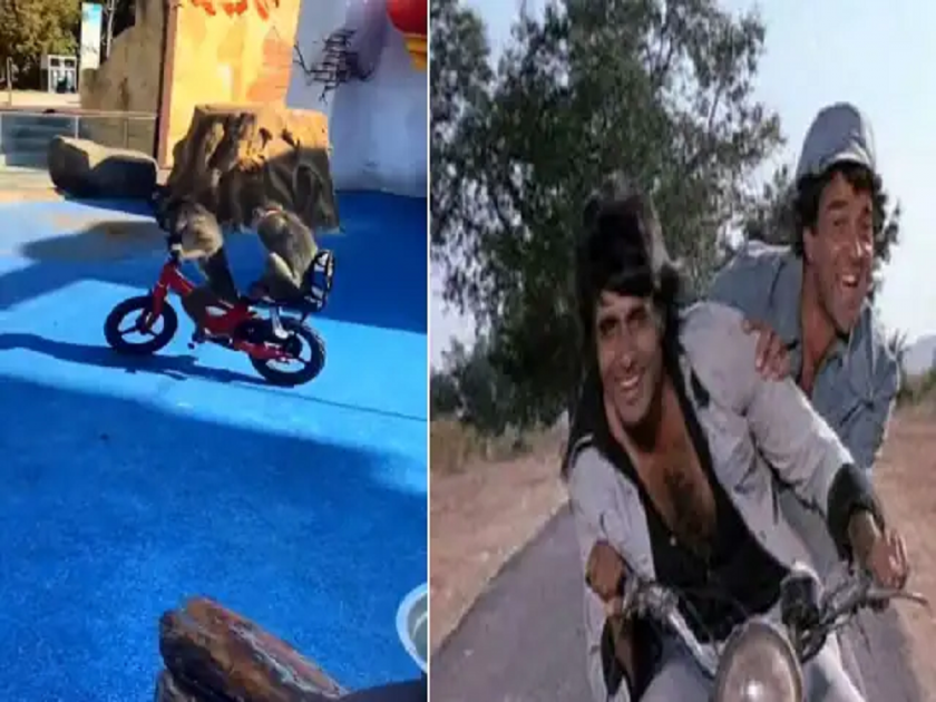 Two monkey rides cycle like jai veeru of Sholay, watch video | Funny Video: सायकलवरुन माकडांनी मारला फेरफटका, यांना पाहून शोलेच्या जय-वीरुची आठवण येईल 