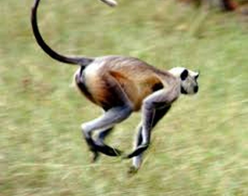 Monkey attacks on four in yedashi | माकडाने घेतला चौघांचा चावा; मर्कटोच्छादाने येडशीकर झाले त्रस्त