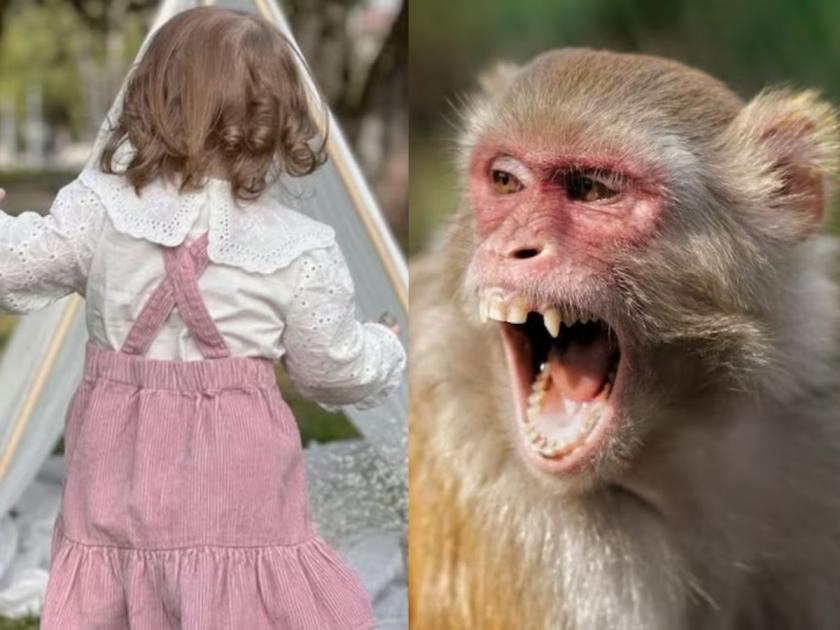 monkey snatches 3 year old girl from parents dumping her on edge of cliff what happened next | खळबळजनक! 3 वर्षांच्या मुलीला माकडाने पळवून नेलं, डोंगरावरून खाली फेकलं अन्...