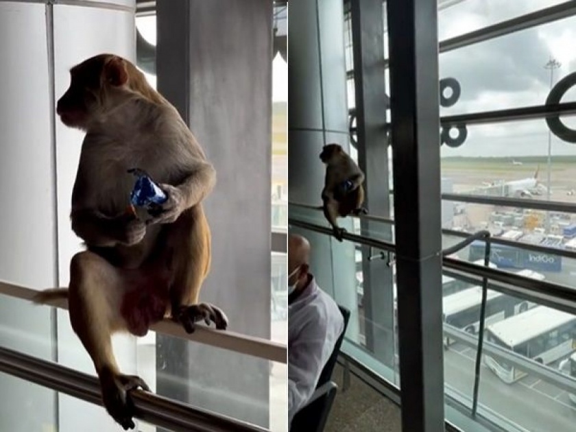 monkey in Hyderabad airport waiting area, actress model Gul Panag shares video | विमानतळाच्या वेटिंग एरियात माकडं, मजेत खातंय बिस्किटं...लोक म्हणाले अरे हे तर निघालं परदेशवारीला!