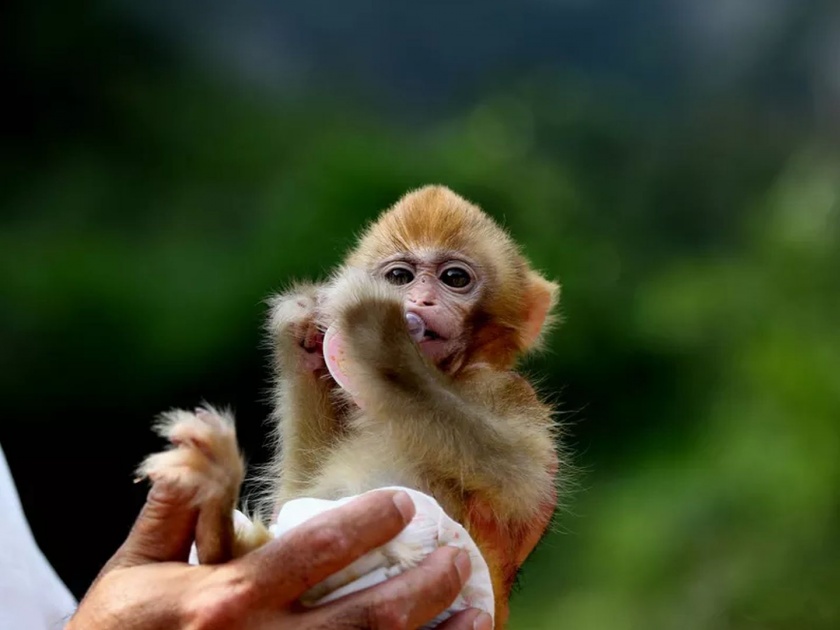 Chinese scientists add human brain genes into monkeys | मेंदूच्या अभ्यासासाठी संशोधकांनी माकडात विकसित केला मानवी मेंदू!