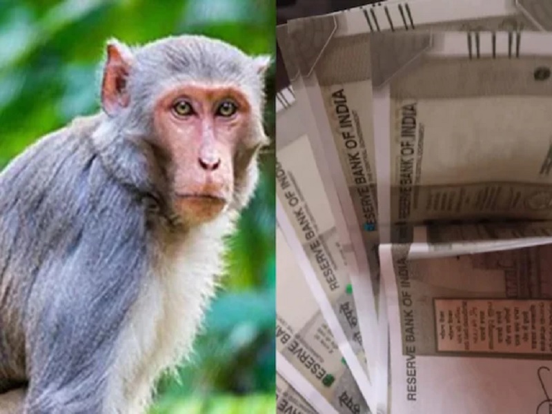 monkey climbed on tree with a bag full of one lakh rupees in rampur | माकडांनी वकिलाच्या हातातून एक लाख हिसकावले अन् पाडला पैशांचा पाऊस