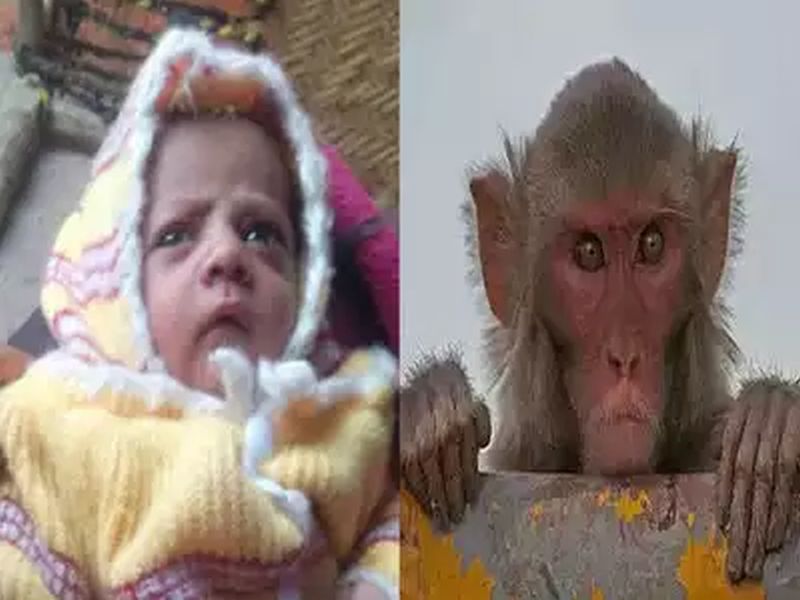 monkey snatched new born from mother and killed him in agra | नवजात बाळाला दूध पाजताना माकडानं पळवलं अन्...