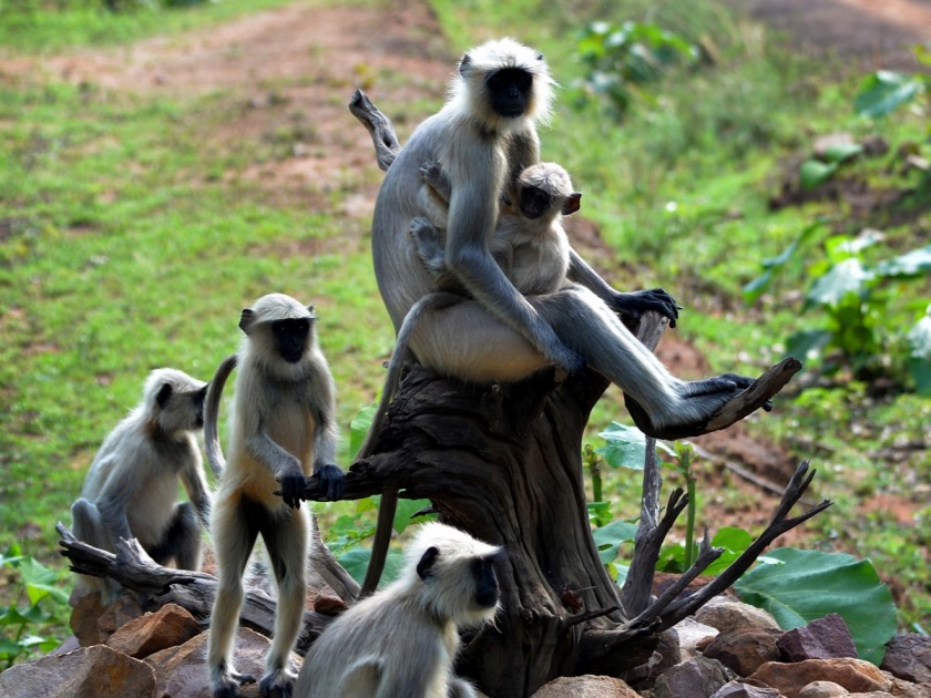 How many monkeys live in the capital Delhi? Counting will soon happen | राजधानी दिल्लीत राहतात किती माकडे? लवकरच होणार मोजणी 