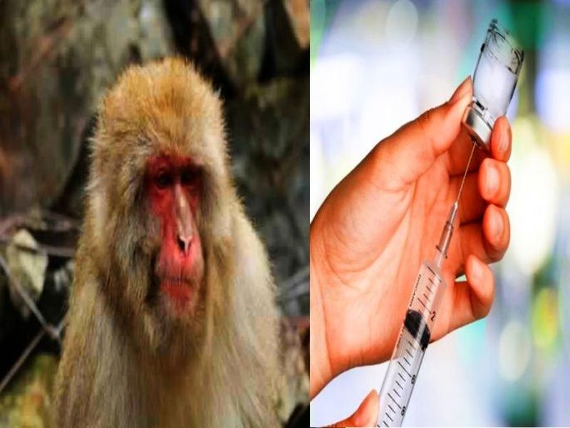 Monkey Fever is back, know Kyasanur Forest Disease KFD sign, treatment, prevention and Diagnosis | सावधान! पुन्हा हातपाय पसरतोय 'मंकी फीवर'; जाणून घ्या लक्षणं आणि कारणं