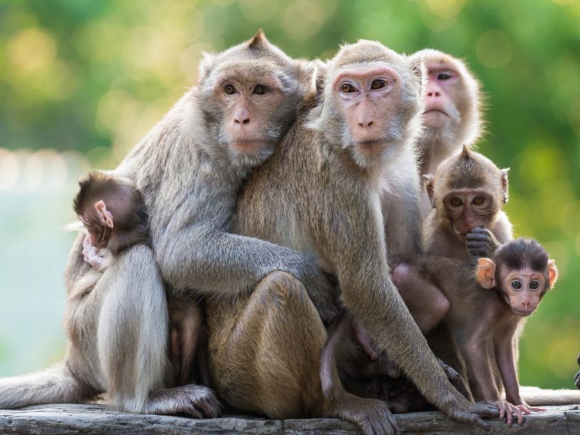 monkeys joins for funeral in daund | ...अन् अंत्ययात्रेत माकडंही झाली सहभागी