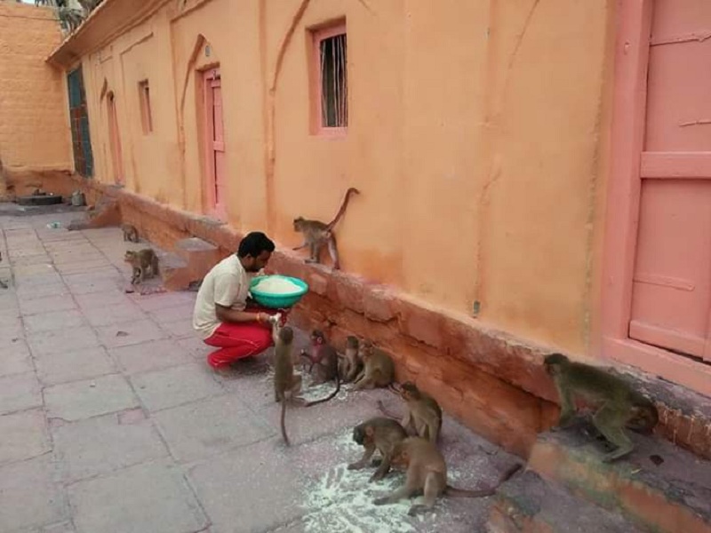 Anandata! Sonari's Sachin feeds food n water to one thousand and five hundred monkey | अन्नदाता ! सोनारीचा सचिन करतोय दीड हजार माकडांच्या अन्न-पाण्याची सोय
