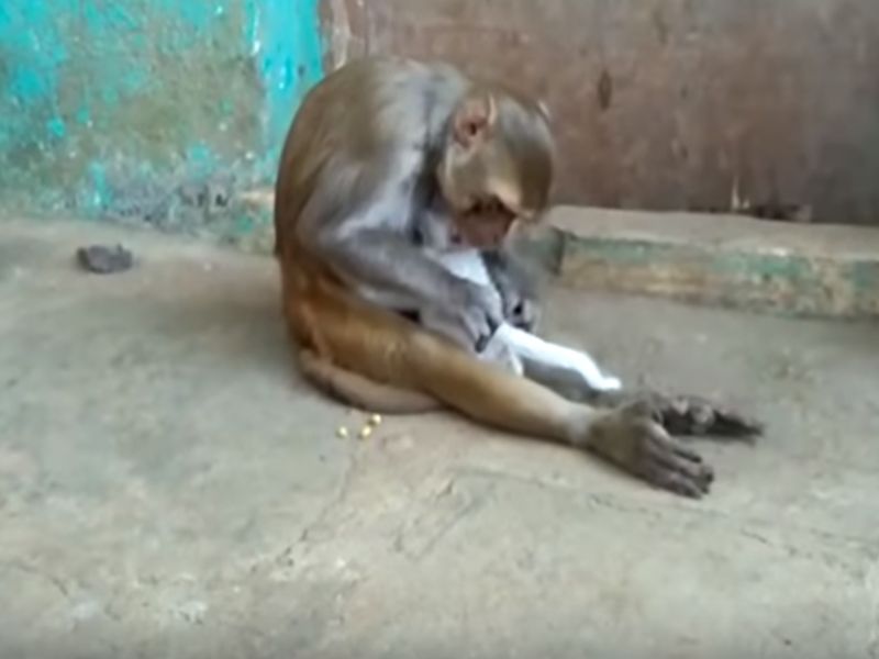 The scare of monkey monkeys, the forestry rescue operation failed | खानिवडेत माकडांची दहशत, वनखात्याचे रेस्क्यू आॅपरेशन फेल