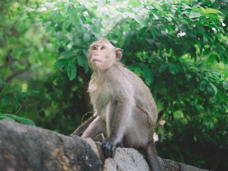 Hados of Monkeypowder in Mangirlapir city; Trying to catch! | मंगरुळपीर शहरात पिसाळलेल्या माकडाचा हैदोस; पकडण्यासाठी शर्थीचे प्रयत्न!