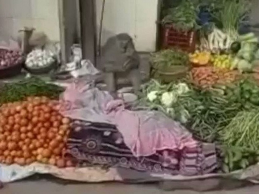 monkey selling vegetables funny video goes viral on social media | पाहावं ते नवलंच! माकड चक्क भाजी विकतंय, त्याला पाहुन नेटकरी म्हणाले, ताजी भाजी कितीला?