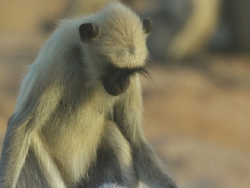 Drought effect ! 5 monkeys death due to lack of water in soygaon | दुष्काळदाह ! पाण्याअभावी ५ वानरांचा सोयगावात तडफडून मृत्यू
