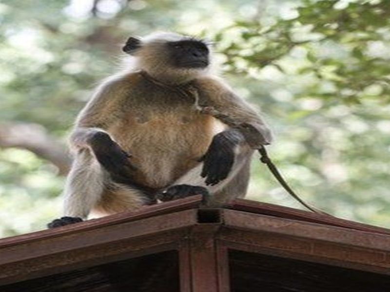 Monkey's ammunition driver's footrest | माकडाने तोडला रुग्णवाहिका चालकाच्या पायाचा लचका