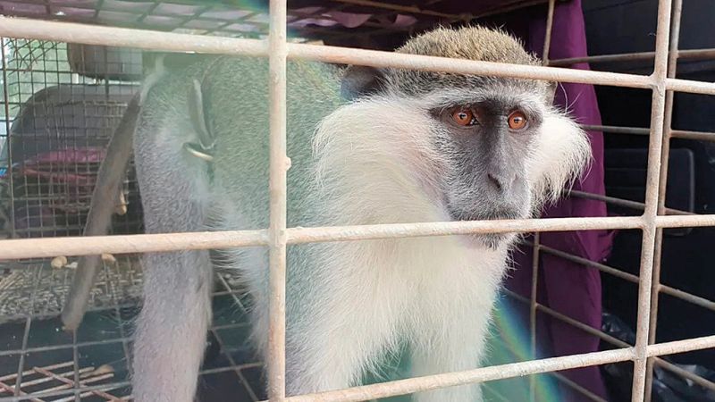 Monkey Man frees villagers from monkey infestation | ‘मंकी मॅन’ने माकडांच्या उपद्रवापासून केले गावकऱ्यांना मुक्त