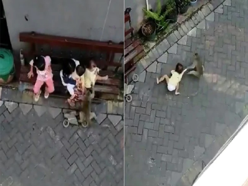 Shocking moment monkey on a bicycle grabs a toddler and drags her along an alley rkp | बापरे! माकडाच्या पिल्लानं चिमुकलीला फरफटत नेलं, पाहा Shocking Video