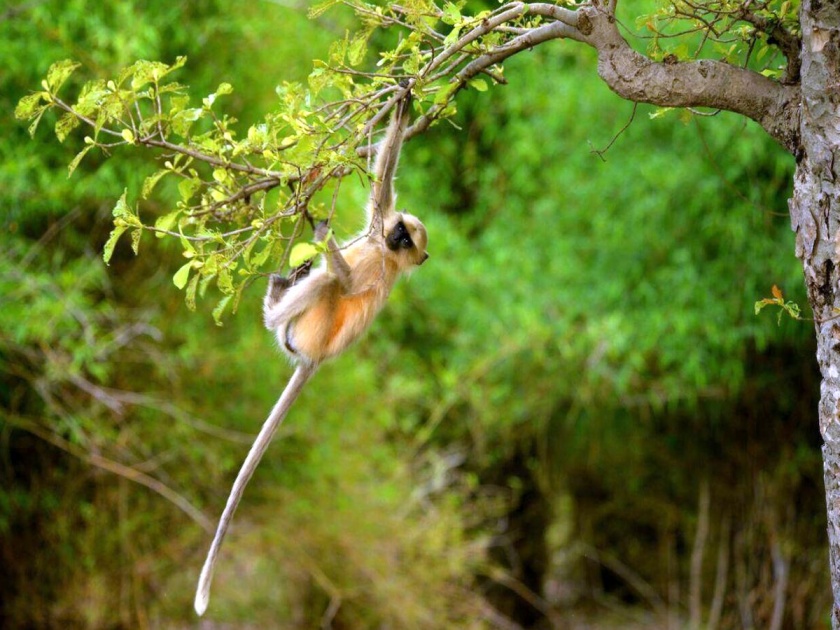  Bite nine of the Mokat monkeys | मोकाट माकडाचा नऊ जणांना चावा