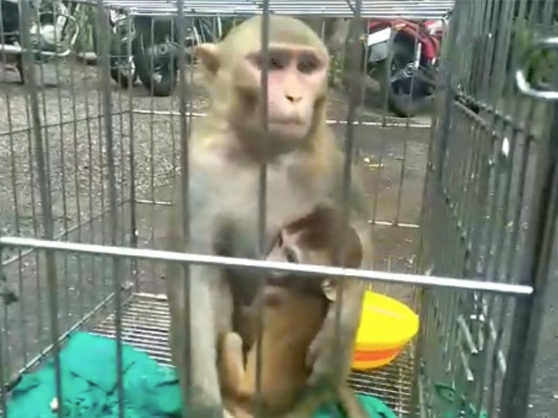 Corona vaccine experiment on monkey was successful | माकडाच्या फुफ्फुसापर्यंत पोहोचला कोरोना व्हायरस; मात्र लस देताच झाला चमत्कार!