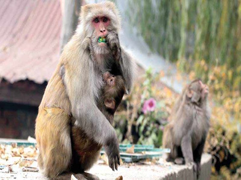 Odisha Body of child snatched by monkey found in well | माकडांनी पळवलं 15 दिवसांचं बाळ, विहिरीत सापडला मृतदेह