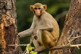 Movement of monkeys to forest department at Nanded in Dhangaon taluka | धरणगाव तालुक्यातील नांदेड येथे वनविभागाला माकडांची हुलकावणी