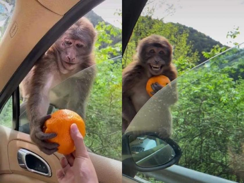Monkey won many heart by his smile, said thank you for orange-SRJ | ‘मिलियन डॉलर स्माइल पाहिलीय का?’, त्या माकडाला पाहून तुम्हीही व्हाल फिदा