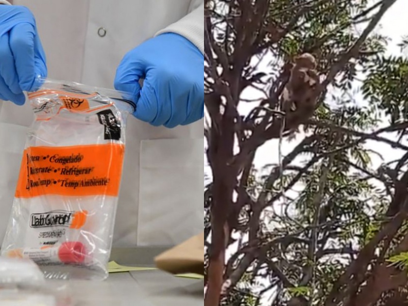Bizarre incident in Meerut: Monkeys run away with Corona test samples svg | Corona Virus : माकडानं उडवलीय नागरिकांची झोप; कोरोना टेस्ट सॅम्पल घेऊन काढलाय पळ!