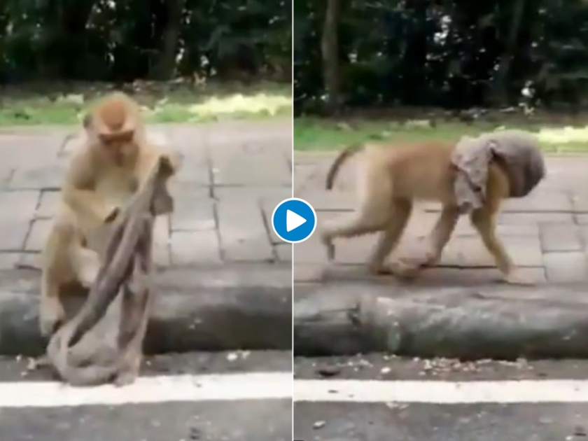 Viral video of a monkey wearing face mask has left the internet in splits | माकडालाही कोरोनाची धास्ती; मास्क घातलेला व्हिडीओ सोशल मीडियावर तुफान व्हायरल