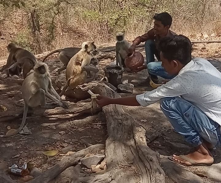 Monkeys in katepurna wildlife sanctury familiar to wildlife activists | काटेपूर्णा अभयारण्यातील माकडांना लागला वन्यजीवप्रेमींंचा लळा