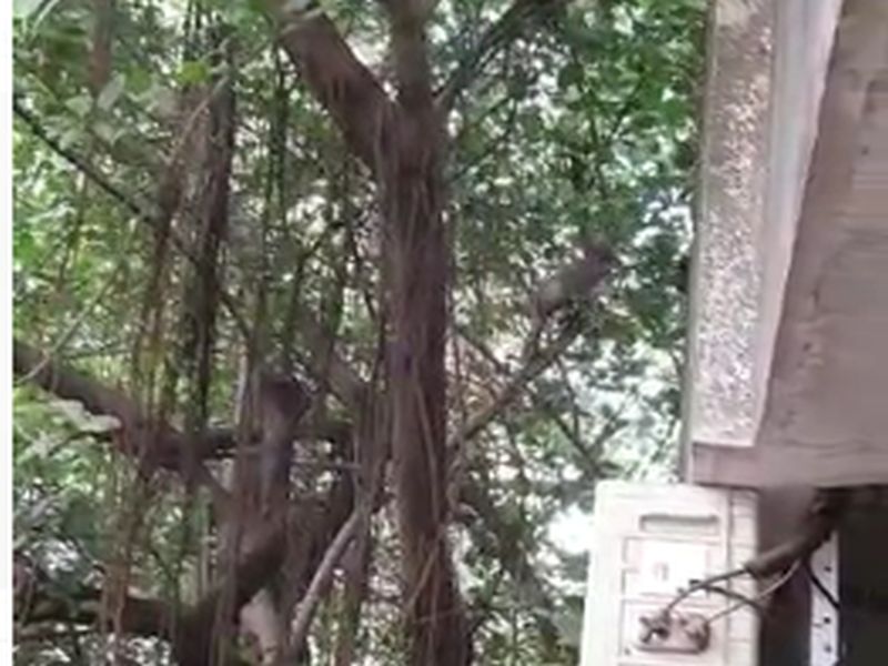 Free movement of monkeys in urban areas of Thane mac | लॉकडाऊन काळात ठाण्यात माकडांचा मुक्त वावर; रहिवाशी परिसरात करतायेत सफारी