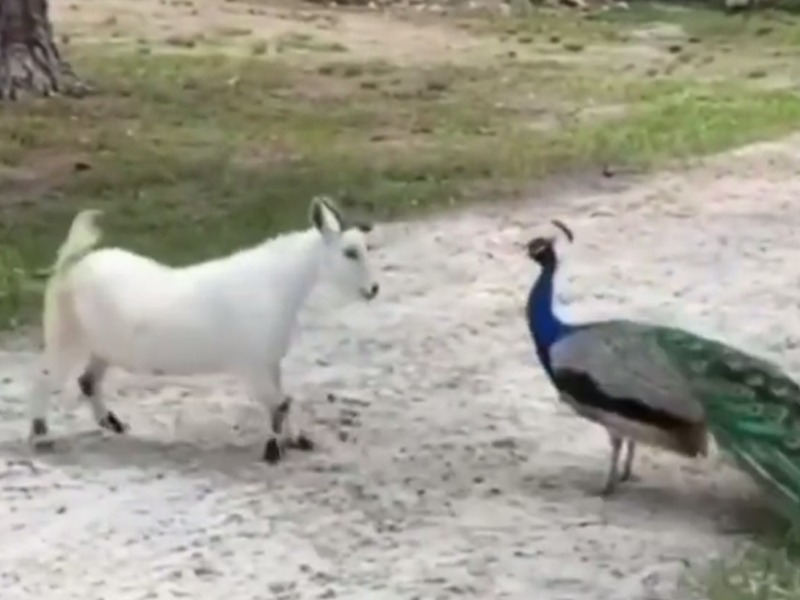 goat and peacock started fighting funny video goes viral on internet | Viral Video: बकरी अन् मोर यांची झाली तुफान फाईट अन् वातावरण झालं टाईट!