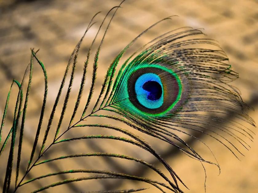 Outrageous! All the feathers plucked from a peacock to make a reel | संतापजनक! रील बनविण्यासाठी मोराची काढली सर्व पिसे