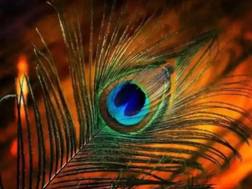 Vastu Shastra: If you want to flourish in Vastu, you should also use peacock feather which is loved by Krishna! | Vastu Shastra: वास्तूमध्ये भरभराट व्हावी असे वाटत असेल तर कृष्णाला प्रिय असलेल्या मोरपिसाचा तुम्हीदेखील वापर करा!